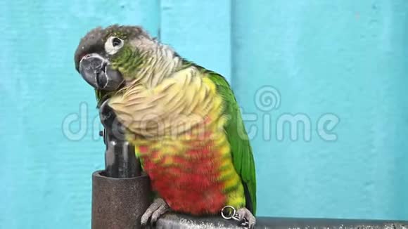 绿颊鹦鹉在人类的房子里作为宠物放松和休息在树枝上动物和鸟的概念4K页视频视频的预览图