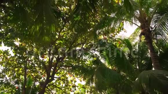 阳光透过的棕榈树视频的预览图