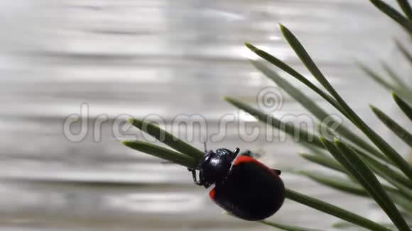 一只黑甲虫外壳上有一条橙色条纹金菊正试图从绿色的针中飞走视频的预览图