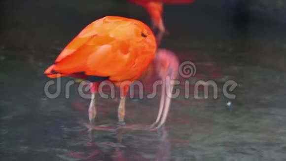 红色朱红色的朱在水中用它的账单特写热带涉水的美洲鸟的幽灵视频的预览图