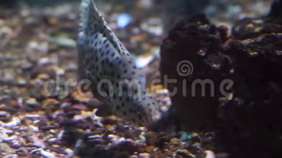 在水下游泳的黑豹石斑鱼的特写镜头流行的来自印度太平洋的热带鱼视频的预览图