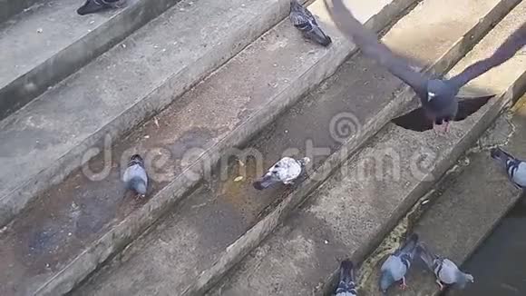 一群生活在河边的鸽子视频的预览图