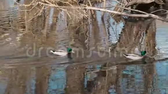 两只野马鸭在水面上游着在春天的自然环境中倒影着水面视频的预览图