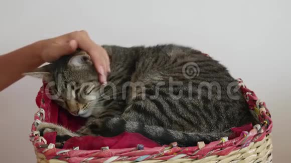 一个女人手在篮子里抚摸困倦的猫猫舔主人手双手遮住睡猫视频的预览图