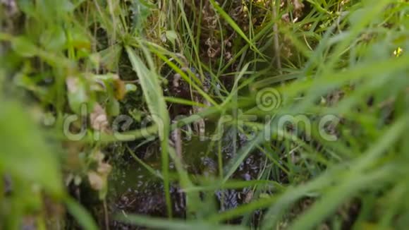 沼泽草湖景英国德比郡视频的预览图