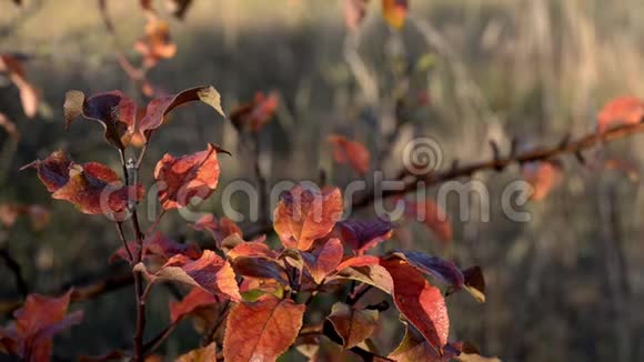 苹果树深红色叶子的特写视频的预览图