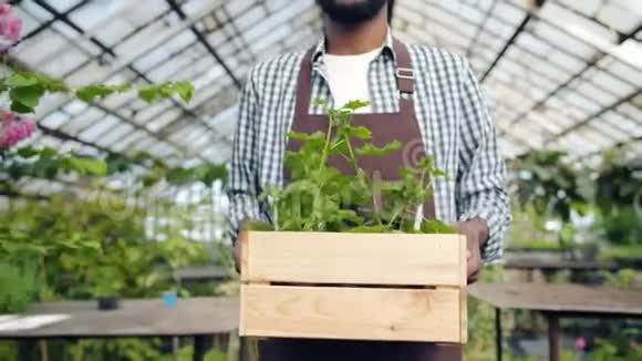园艺工人的肖像非裔美国人带着一盒植物在温室里散步视频的预览图