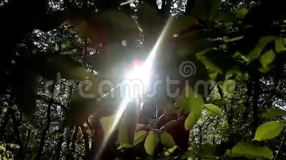 太阳在树枝上视频的预览图