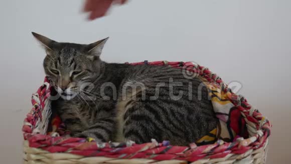 一个女人手在篮子里抚摸一只睡意朦胧的条纹猫视频的预览图