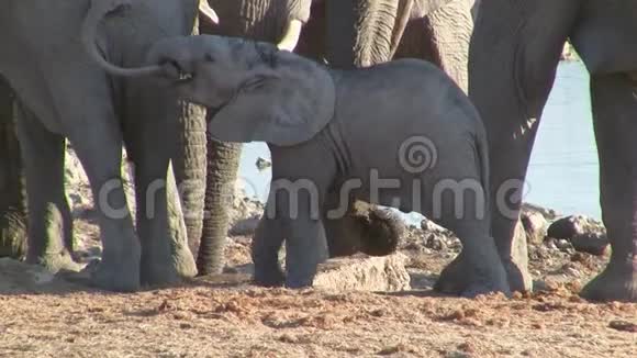 大象婴儿游戏奥考奎霍水洞Etosha视频的预览图