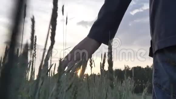 太阳落山时男孩的手接触麦穗视频的预览图