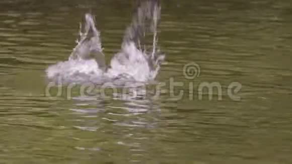 寻找食物的鸭子潜水英国德比郡视频的预览图