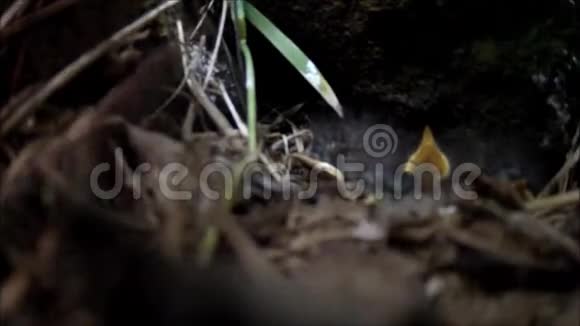 爱尔兰鸟巢里的罗宾小鸡视频的预览图