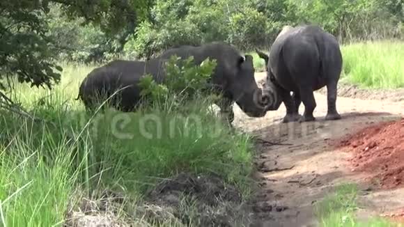 一群白犀牛在一个保护区乌干达视频的预览图