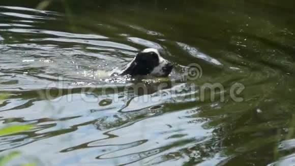 黑白相间的英国公鸡在池塘里游泳视频的预览图