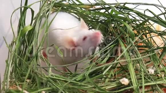 白色白化实验室老鼠坐在绿色的干草干草和嗅空气可爱的小鼠嘴紧闭视频的预览图