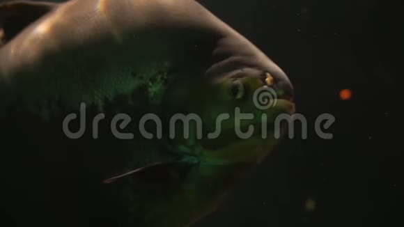 特写一只巨大的黑色帕库游泳来自南美洲的热带淡水鱼物种视频的预览图