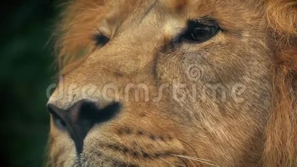 丛林狮王抬头视频的预览图