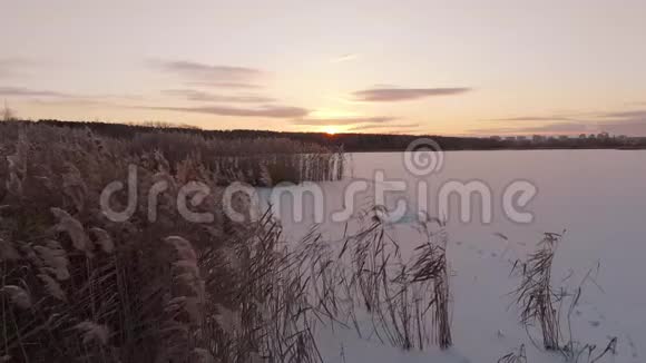 冬天在冰冻的湖岸上的干芦苇视频的预览图
