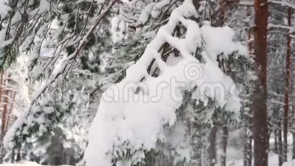 树枝雪覆盖在风中移动视频的预览图