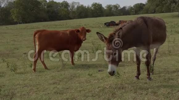 农场里的驴子和奶牛视频的预览图