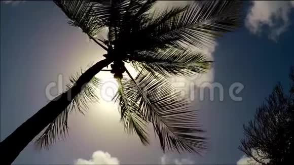 孤独的棕榈树顶着太阳和晴朗的蓝天视频的预览图