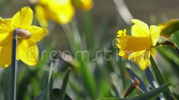 黄色水仙花的春天开花视频的预览图
