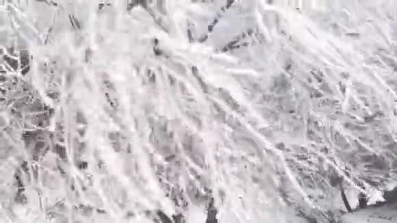 落叶的树树枝上满是雪冻得在风中和灰色的天空中移动视频的预览图