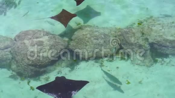 一条蝠和几条鲨鱼游过岩石视频的预览图