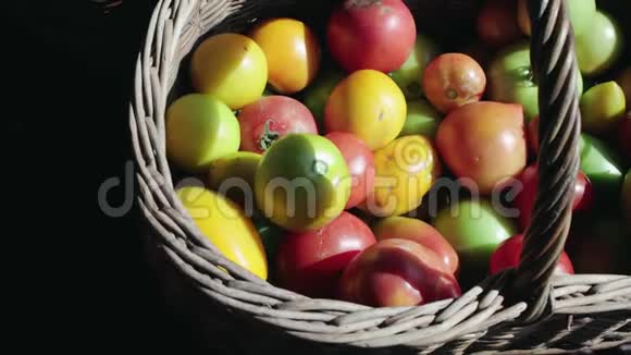 新鲜采摘的黄色绿色红色西红柿在一个木制棕色篮子视频的预览图