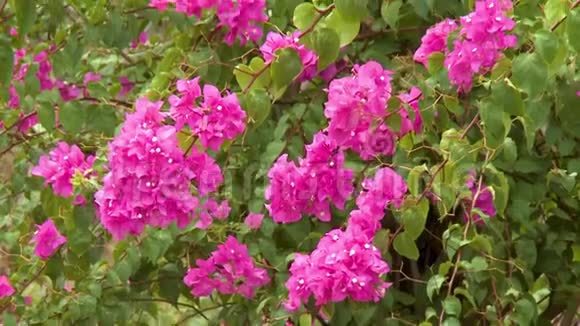 一种美丽的粉红色花束植物视频的预览图