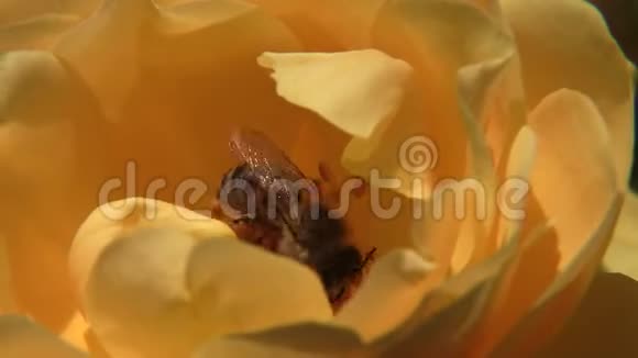 忙碌的蜜蜂从黄玫瑰中收集花粉视频的预览图