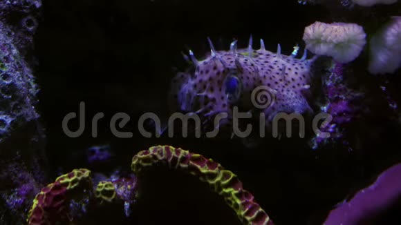 珊瑚中的一只小河豚视频的预览图