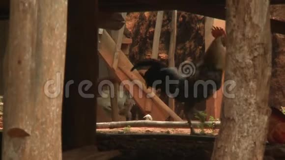 一间高跷小屋地下室的公鸡和母鸡视频的预览图