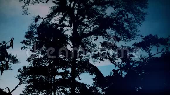 裸树对抗戏剧云的剪影视频的预览图