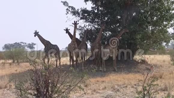博茨瓦纳莫雷米狩猎保护区一棵树下的长颈鹿群视频的预览图