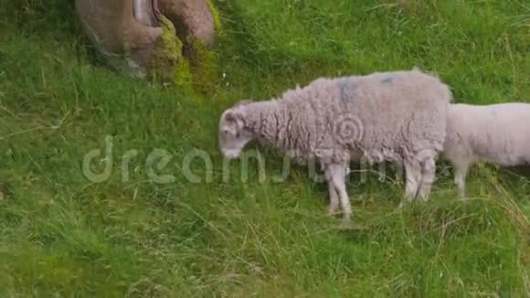 绵羊与羔羊草谷埃德莱德比郡视频的预览图