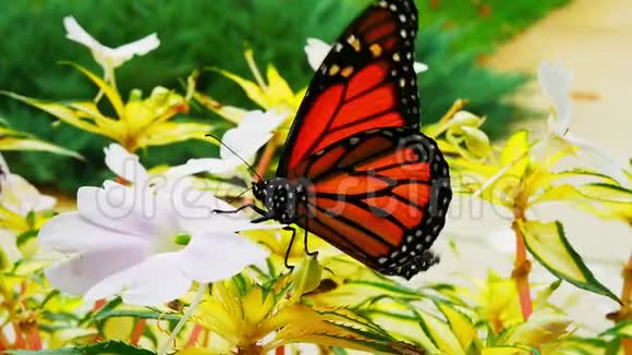 一只美丽的橙色和黑色的帝王蝴蝶danausplexippus在一朵不耐烦的花上张开翅膀视频的预览图