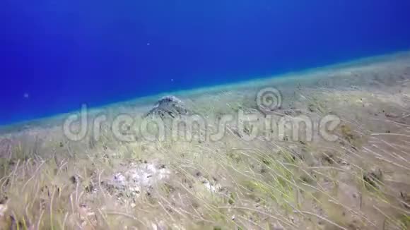 海底海龟吃藻类视频的预览图