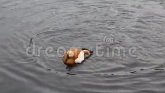 一只地鸭子在池塘里潜水洗干净羽毛拍动翅膀鸟类鸟类学视频的预览图