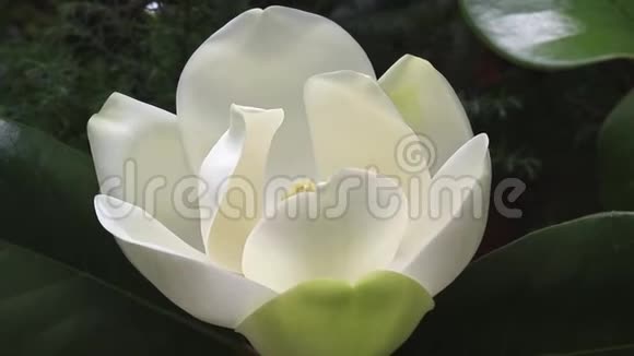一朵大的奶油白色的南方木兰花盛开在树上视频的预览图
