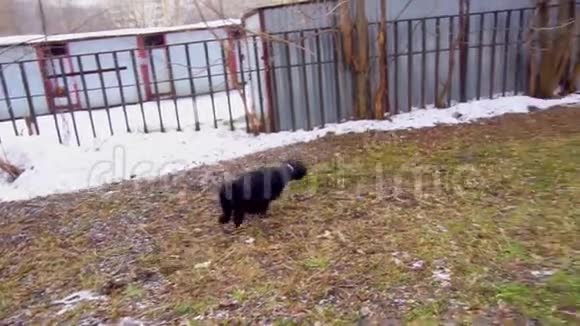 狗在草地上奔跑视频的预览图