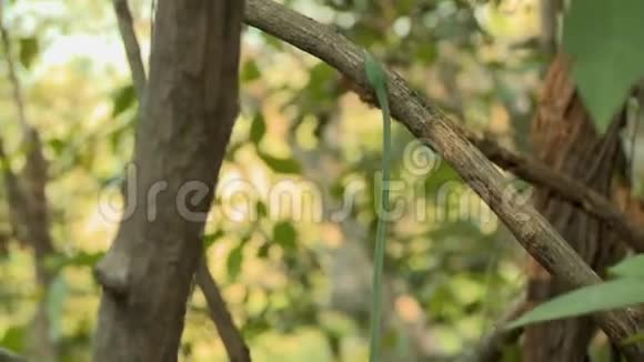 一条细长的绿色蛇在爬树视频的预览图