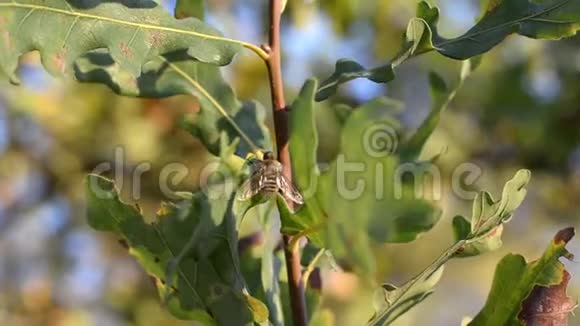 甲虫科坐在一根薄薄的橡树枝上晒着十月的阳光视频的预览图
