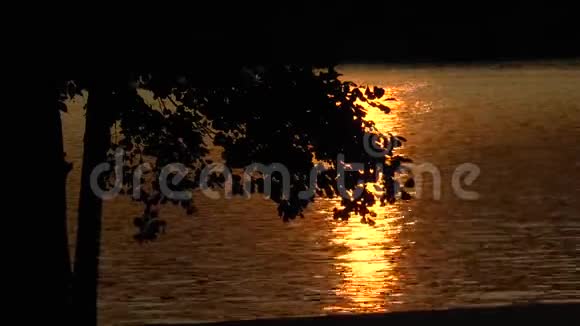 金色的夜晚在水边视频的预览图