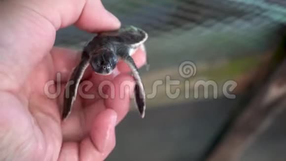 雄手握着刚出生的小乌龟视频的预览图