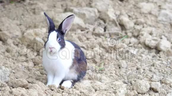 美丽的小兔子在花园里休息视频的预览图