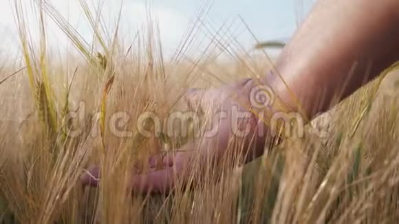 农夫的手举起来穿过他指间的麦穗视频的预览图