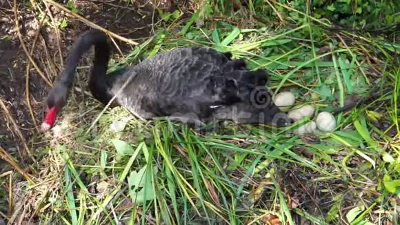 黑天鹅筑巢鸟的繁殖季节美洲热带水鸟视频的预览图