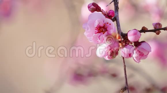粉树花春暖花开视频的预览图
